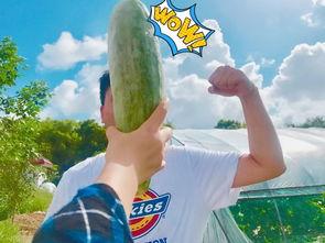 网红500吃瓜,揭秘娱乐圈背后的惊人真相