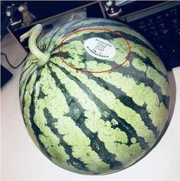 网红500吃瓜,揭秘娱乐圈背后的惊人真相