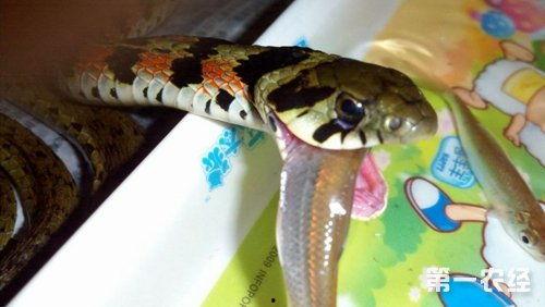 吃瓜蛇违法吗,违法与否的法律边界