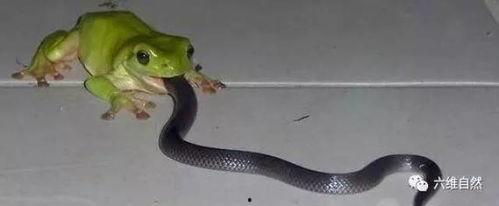 吃瓜蛇违法吗,违法与否的法律边界