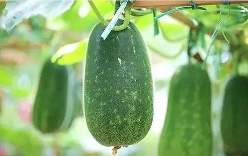 吃瓜大赛美篇,吃瓜大赛美篇精彩回顾