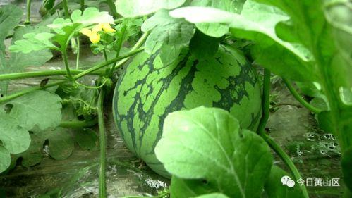 吃瓜大赛美篇,吃瓜大赛美篇精彩回顾