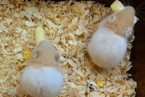 仓鼠可以吃蛇瓜吗,蛇瓜是否适合作为仓鼠食物？