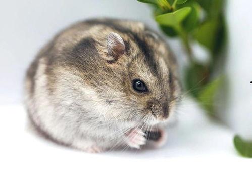 仓鼠可以吃蛇瓜吗,蛇瓜是否适合作为仓鼠食物？