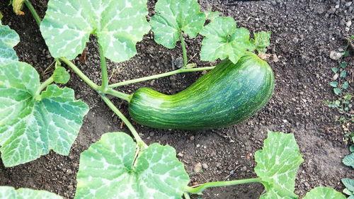 吃瓠瓜多久中毒正常