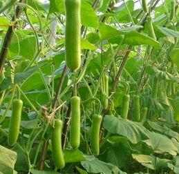 吃瓠瓜多久中毒正常