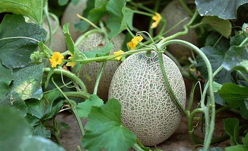 菠萝哈密瓜一起吃吗,健康美味两不误