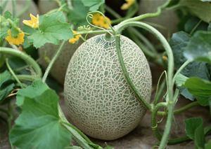 吃哈密瓜利尿,揭秘利尿奇效与养生之道