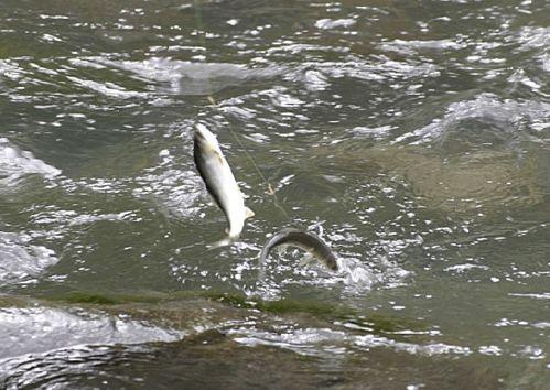 带你吃瓜讲鱼,探寻美食背后的故事与魅力