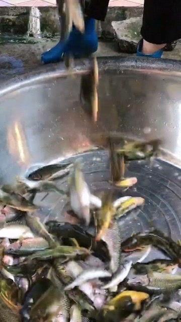 带你吃瓜讲鱼,探寻美食背后的故事与魅力