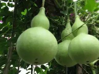 吃瓜中毒的症状,揭秘常见症状与应对策略