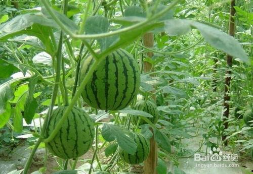 临沂大瓜吃瓜事件,一场网络狂欢背后的真相与反思