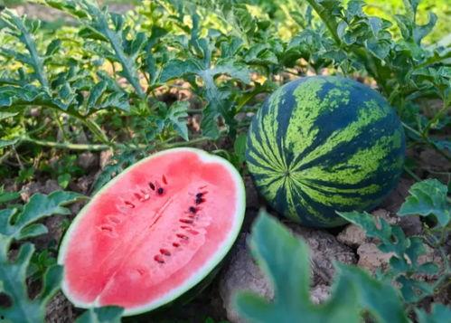 万祥吃瓜,揭秘娱乐圈幕后故事