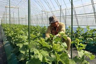 万祥吃瓜,揭秘娱乐圈幕后故事