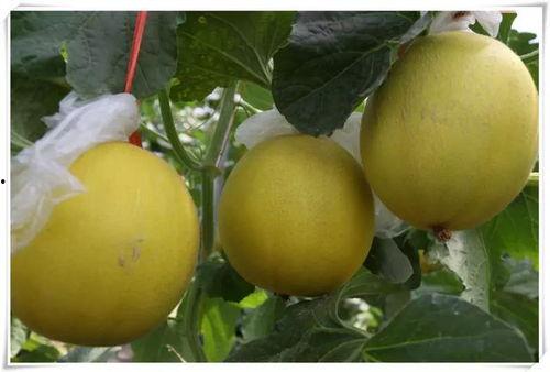 济南平阴吃瓜,济南平阴的独特风味体验