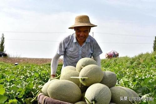 吃瓜带来的弊端,揭秘网络舆论的负面影响
