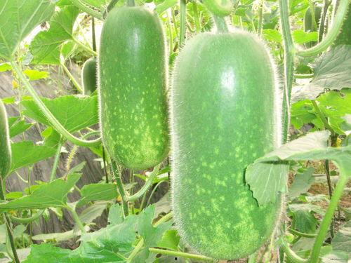 吃白皮翠瓜好吗,美味与健康的双重享受