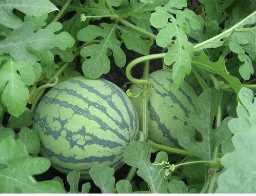 茜拉吃瓜,揭秘娱乐圈幕后故事