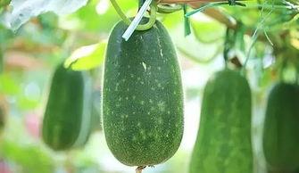 八月中旬什么时候吃瓜