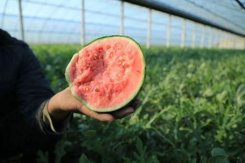 莒县址坊吃瓜,夏日吃瓜，清凉一夏的乡村风情