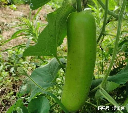 坐月子吃瓠子瓜