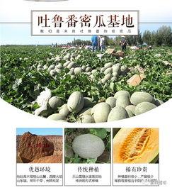 鄯善县吃瓜,探寻新疆瓜王之乡的甜蜜之旅