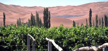 鄯善县吃瓜,探寻新疆瓜王之乡的甜蜜之旅