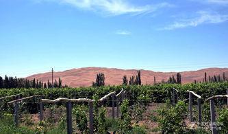 鄯善县吃瓜,探寻新疆瓜王之乡的甜蜜之旅