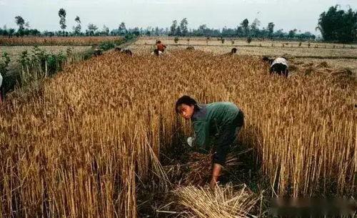 收麦子吃麒麟瓜,收麦子品麒麟瓜的田园时光