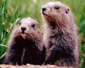 地鼠吃生瓜,地鼠生食瓜果的奇妙现象探究