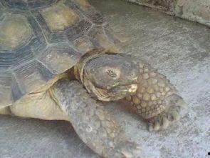 地鼠吃生瓜,地鼠生食瓜果的奇妙现象探究