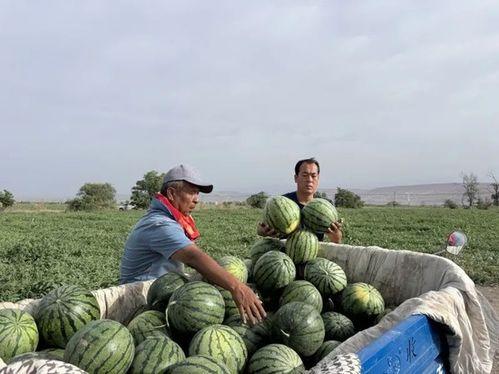 岩茶圈吃瓜,揭秘吃瓜背后的茶界秘闻
