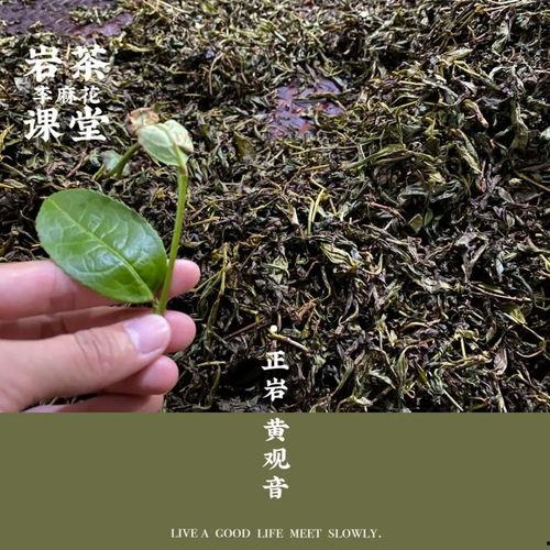 岩茶圈吃瓜,揭秘吃瓜背后的茶界秘闻