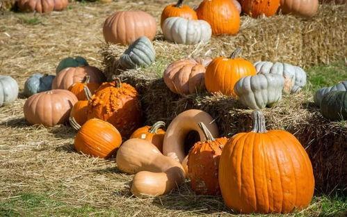 河南禹州吃瓜,探寻河南禹州特色美食之旅