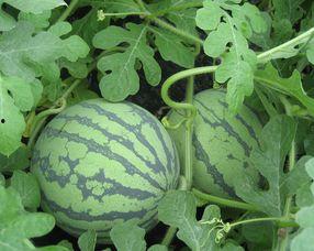 毛瓜孕妇可以吃吗,孕妇饮食中的健康之选