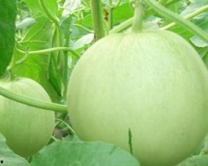 毛瓜孕妇可以吃吗,孕妇饮食中的健康之选