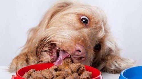 狗狗吃扶手瓜好吗怎么吃,狗狗食用扶手瓜的正确方法与注意事项