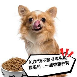 狗狗吃扶手瓜好吗怎么吃,狗狗食用扶手瓜的正确方法与注意事项