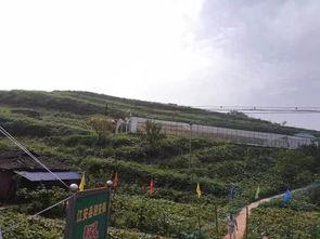 临夏东乡吃瓜事件,一场误会引发的社区热议
