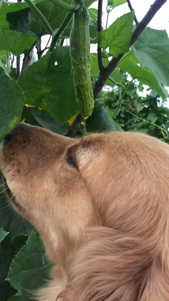 吃瓜变成吃狗粮